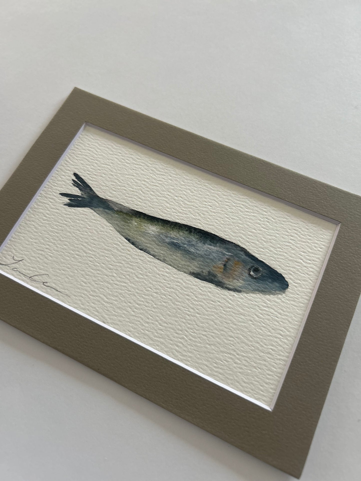 Sardine I — 5"x7" Matted