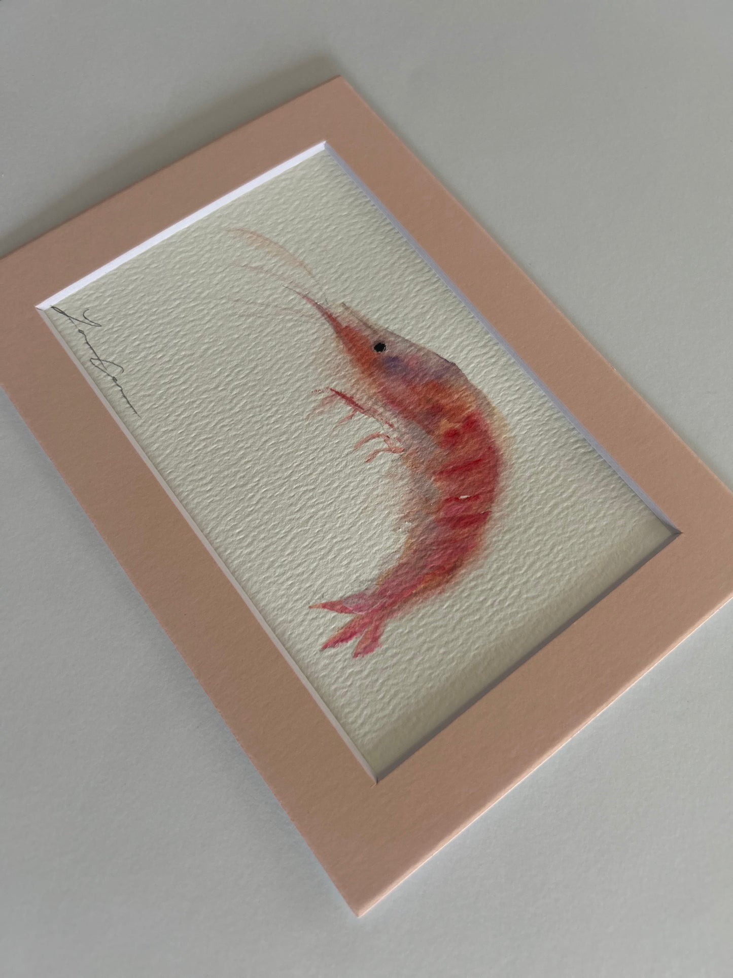 Pink Shrimp — 5"x7" Matted