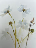 Floral Study X