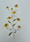 Floral Study V