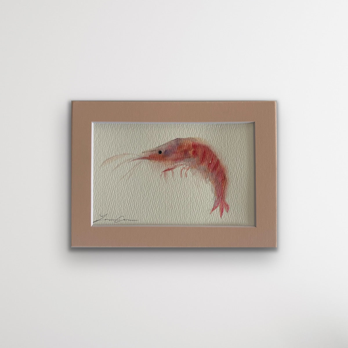 Pink Shrimp  — 5"x7" Matted