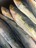 Sardines IV — 12"x12" on canvas